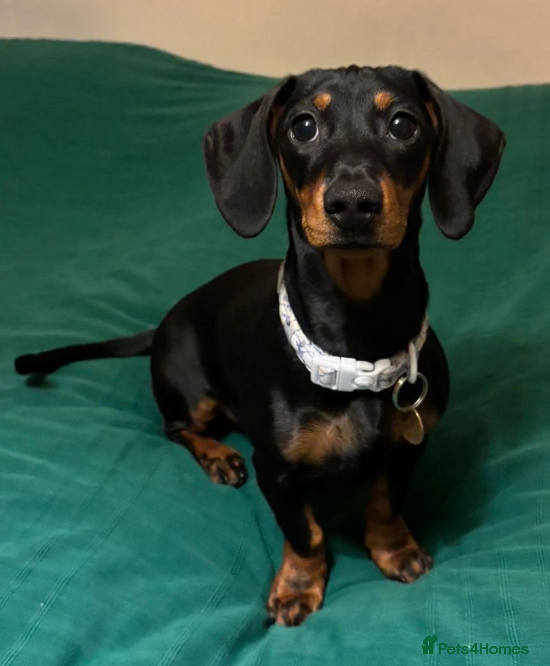 Dachshund dogs for adoption: Darling Suki seeking her forever home - Advert 2