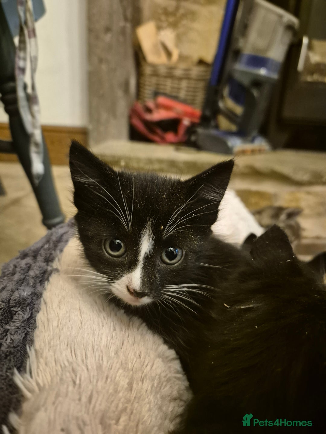 Mixed Breed cats for sale: Beautiful Kittens looking for forever homes  - Image 3
