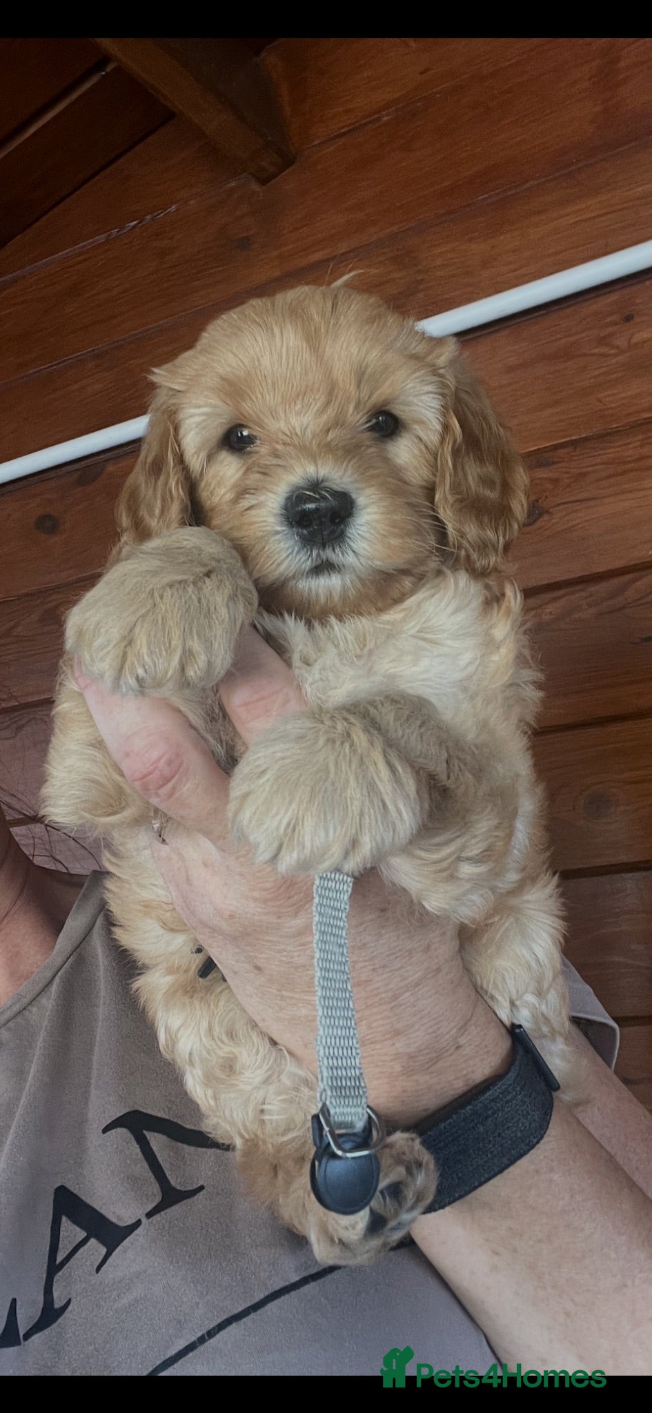 Cockapoo dogs Stunning Cockapoo Puppies - Advert 2