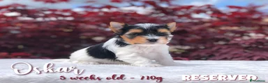 Oskar - Reserved