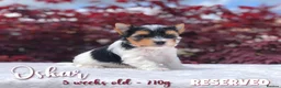 Yorkshire Terrier dogs for sale: One boy left Biewer Terriers! - Advert 4