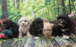 Shihpoo dogs for sale: F1 TOY SHIHPOO puppies, platinum choc champagne - Image 1