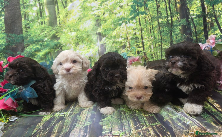 Shihpoo dogs - Advert 4