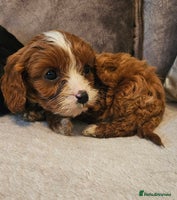 Cavapoo dogs Miniature cavapoo puppies - Advert 1