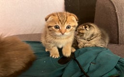 Scottish Fold cats for sale: 1 fold 2 straight Scottish darlings  - Image 19