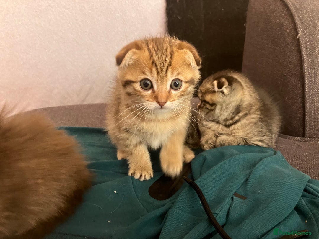 Scottish Fold cats for sale: 1 fold 2 straight Scottish darlings  - Image 19