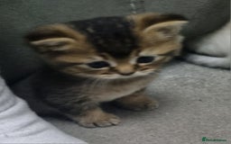Scottish Fold cats for sale: Scottish Fold kittens x3 - Image 2