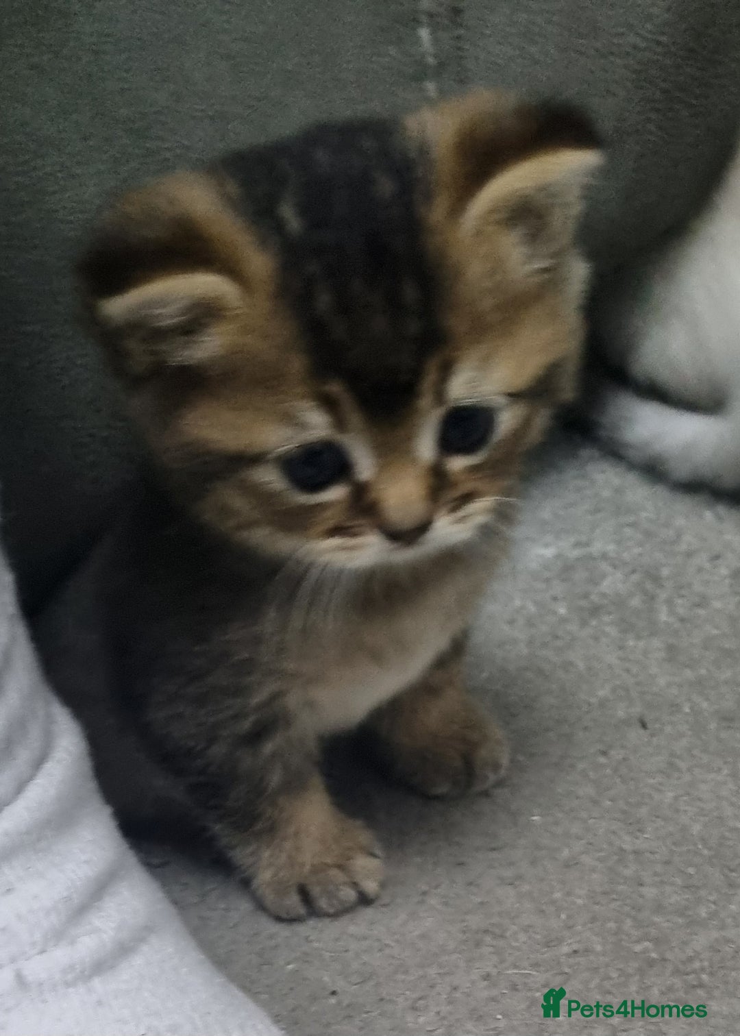 Scottish Fold cats for sale: Scottish Fold kittens x3 - Image 2
