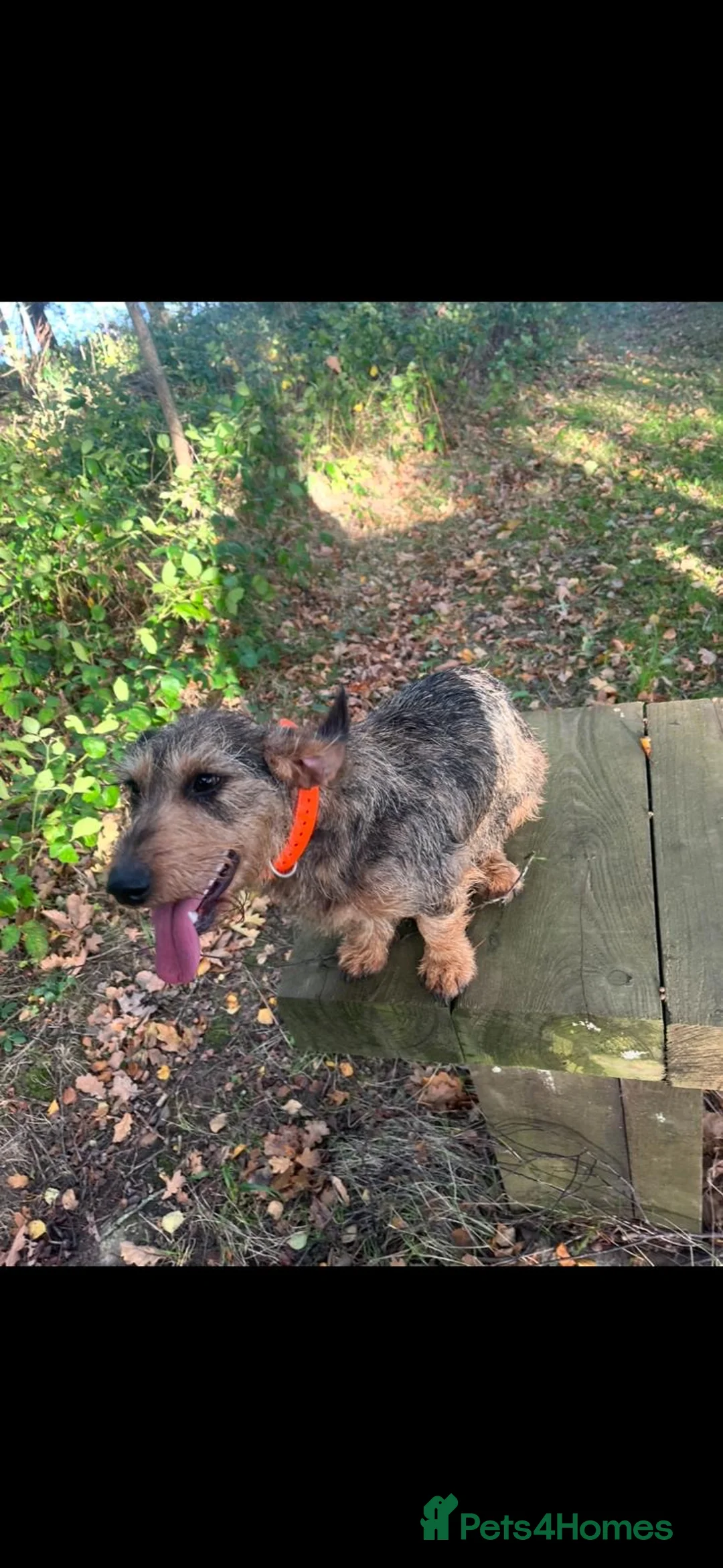 Dachshund dogs for sale: Wire haired dachshund  - Advert 1