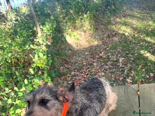 Dachshund dogs Wire haired dachshund - Advert 3