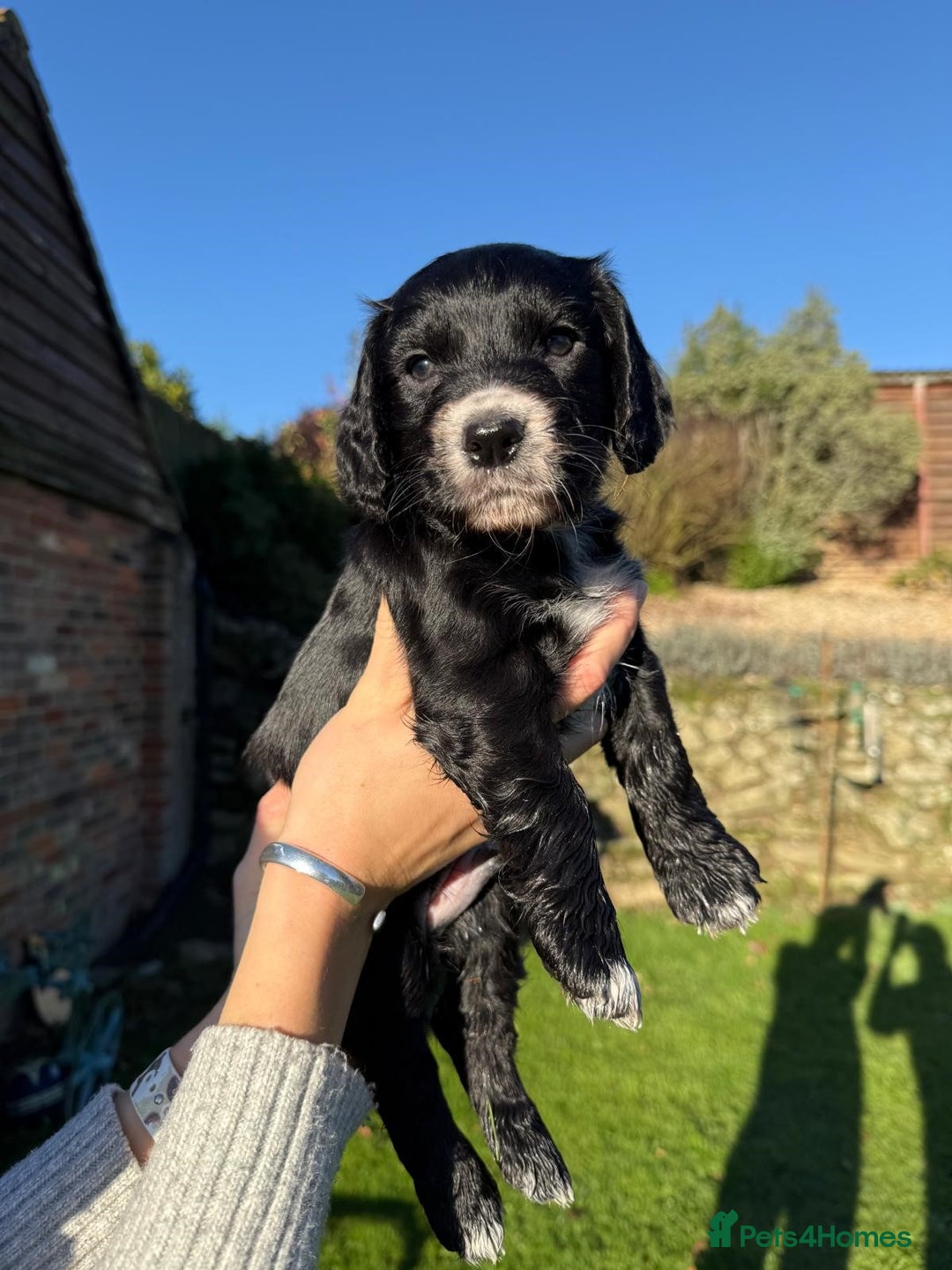 Cocker Spaniel dogs for sale: Working cocker spaniel puppies  - Advert 2