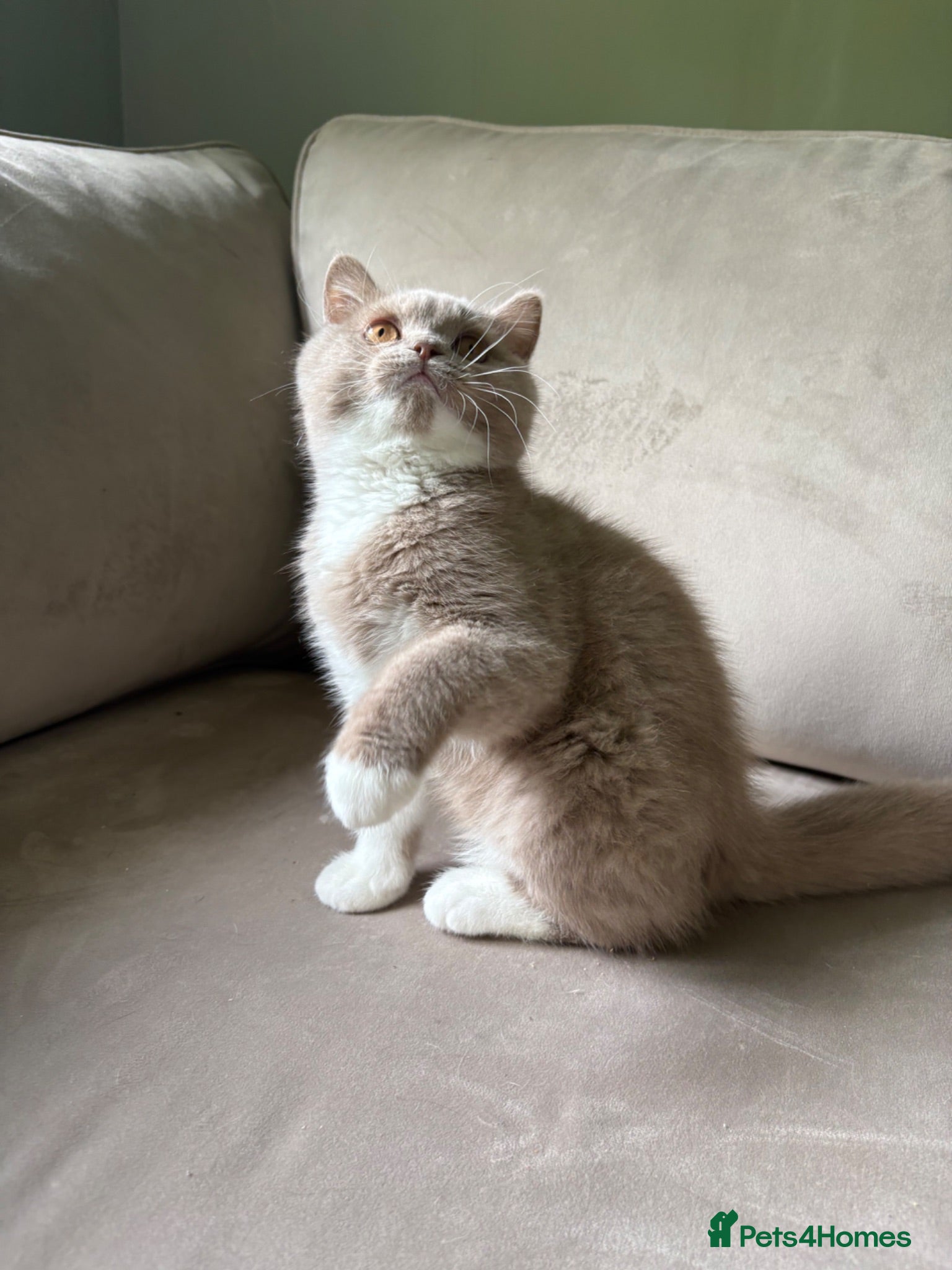 British Shorthair cats Ready now Tica reg fawn and white boy  - Advert 17