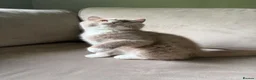 British Shorthair cats for sale: Ready now Tica reg fawn and white boy  - Advert 2