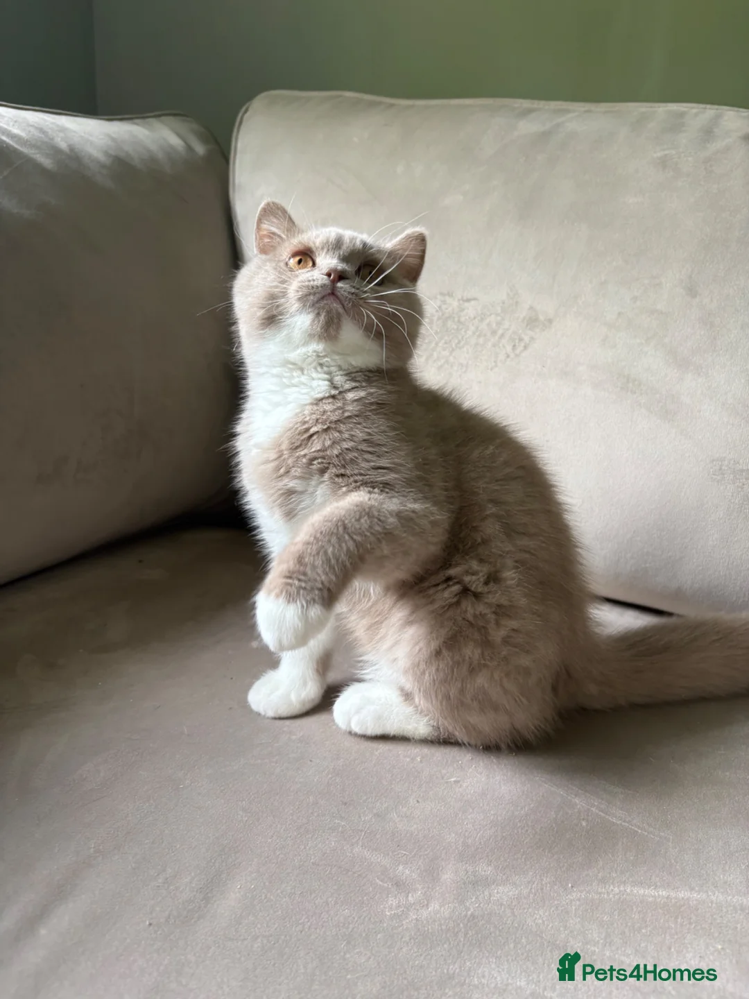 British Shorthair cats for sale: Ready now Tica reg fawn and white boy  - Advert 2