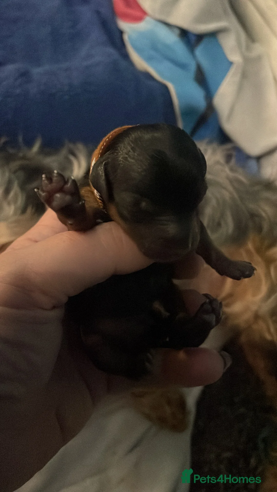 Yorkshire Terrier dogs for sale: Adorable Yorkshire terriers for sale  in Gateshead - Advert 17