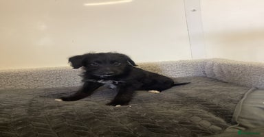 Mixed Breed dogs - Advert 8