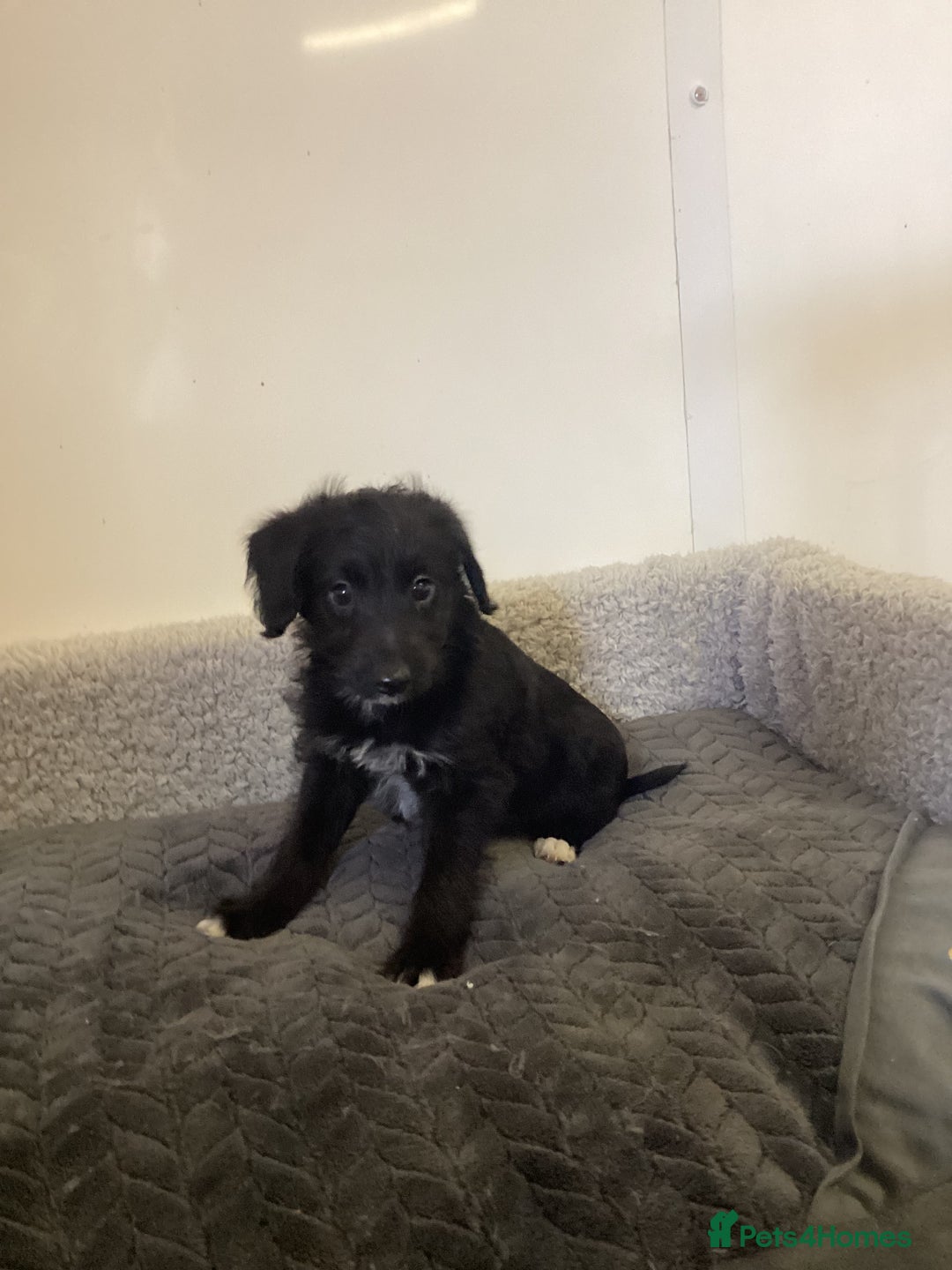 Mixed Breed dogs for sale: Whippet x bedlington - Image 10