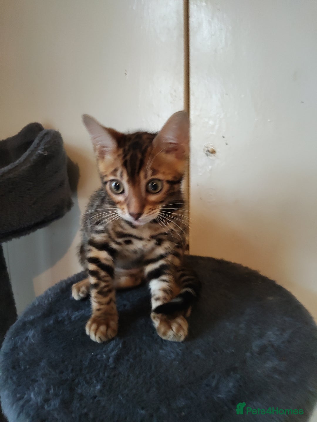 Bengal cats for sale: Pedigree Bengal Kittens  - Image 3