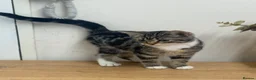 British Shorthair cats for sale: Kitten BHS beautiful grey and white  - Advert 15
