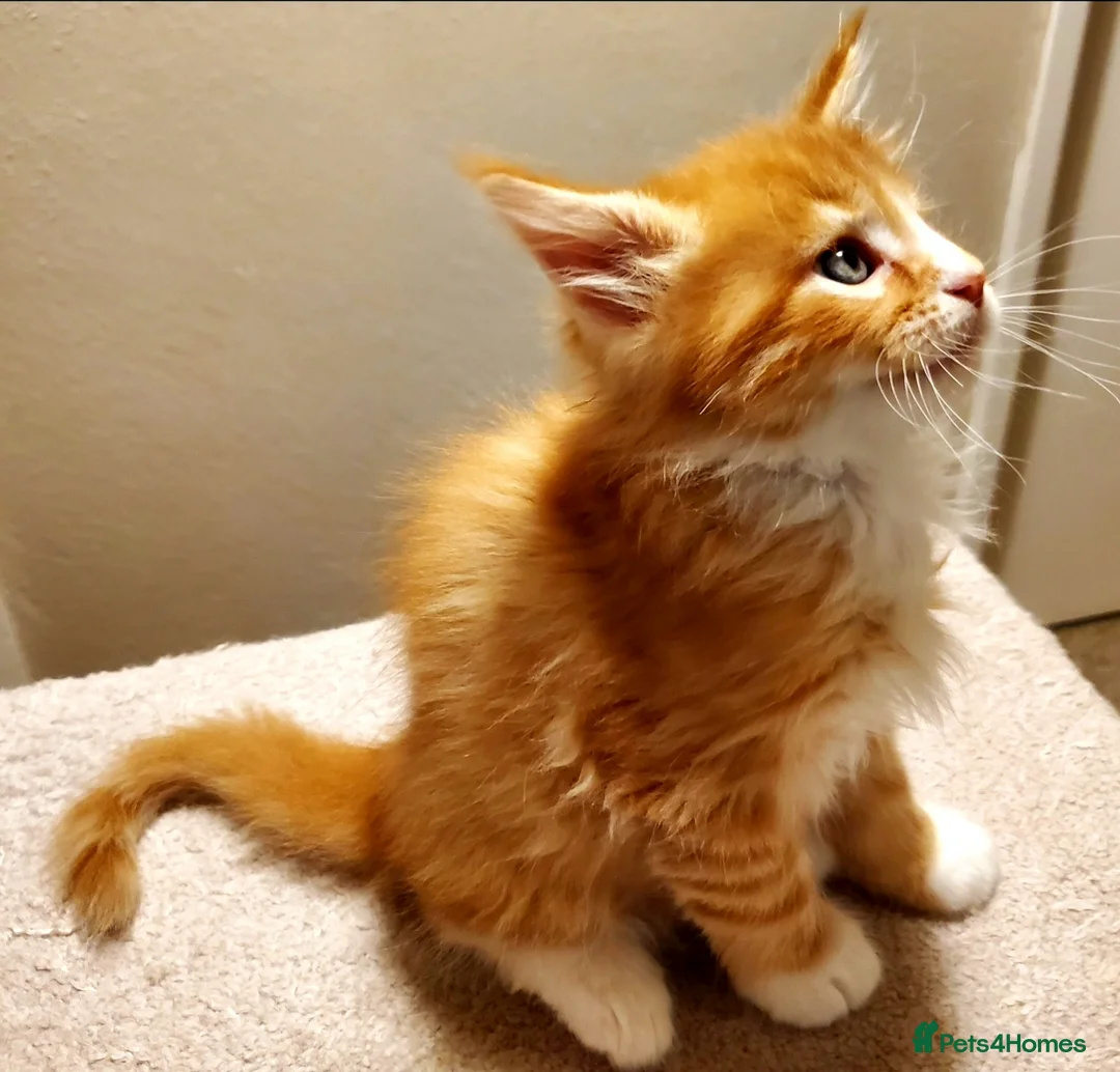 Maine Coon cats for sale: GOURGEOUS XXL MAINE COON KITTENS!!! - Advert 5