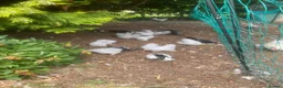 Chickens poultry for sale: Silver Hamburg bantam  in Morpeth - Advert 2