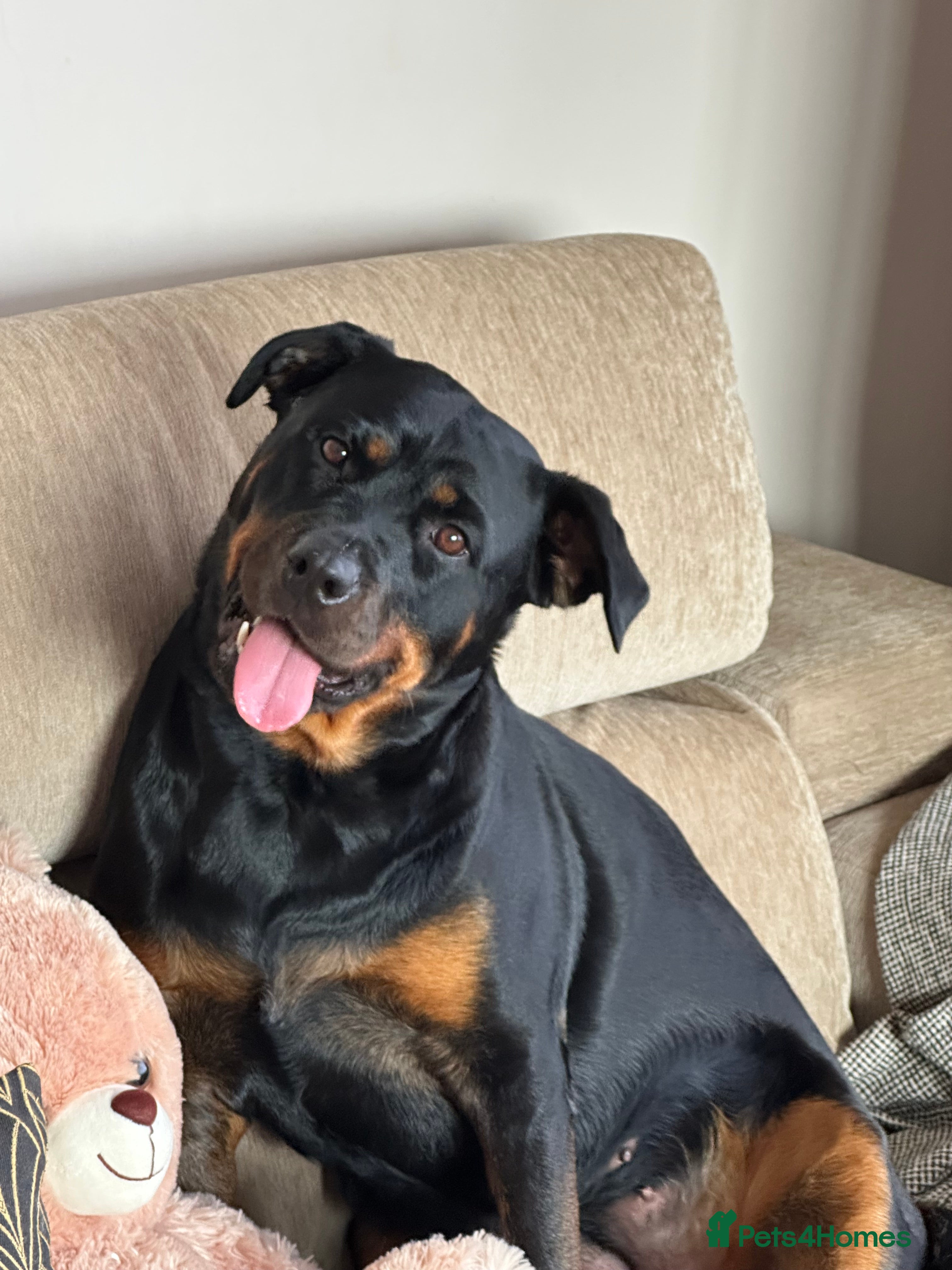 Rottweiler dogs Rottie Girl, 3.5 years old - Advert 14