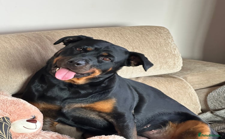 Rottweiler dogs - Advert 2