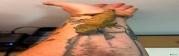 Gecko reptiles for sale: Crested and chahouas geckos - Advert 2