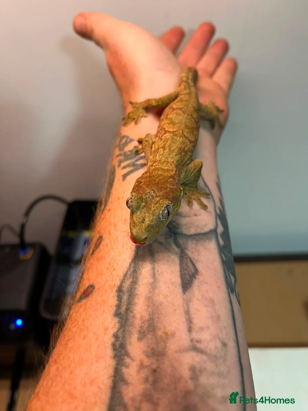 Gecko reptiles for sale: Crested and chahouas geckos - Advert 2