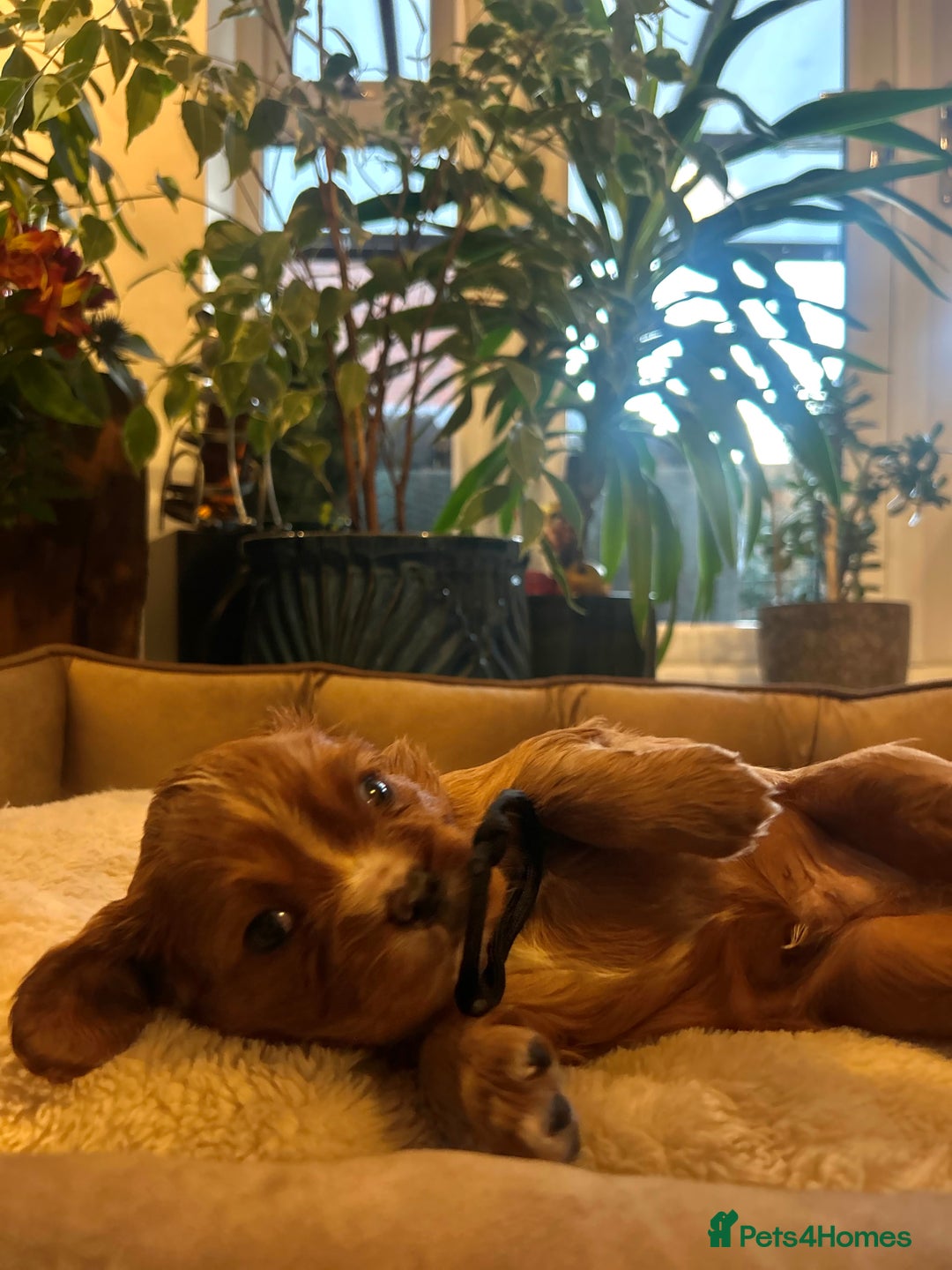 Cavalier King Charles Spaniel dogs for sale: 🫶🏻 Cavalier King Charles 🐶 - Image 16