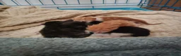 Mixed Breed cats for sale: 5 beautiful mixed kittens - Advert 2
