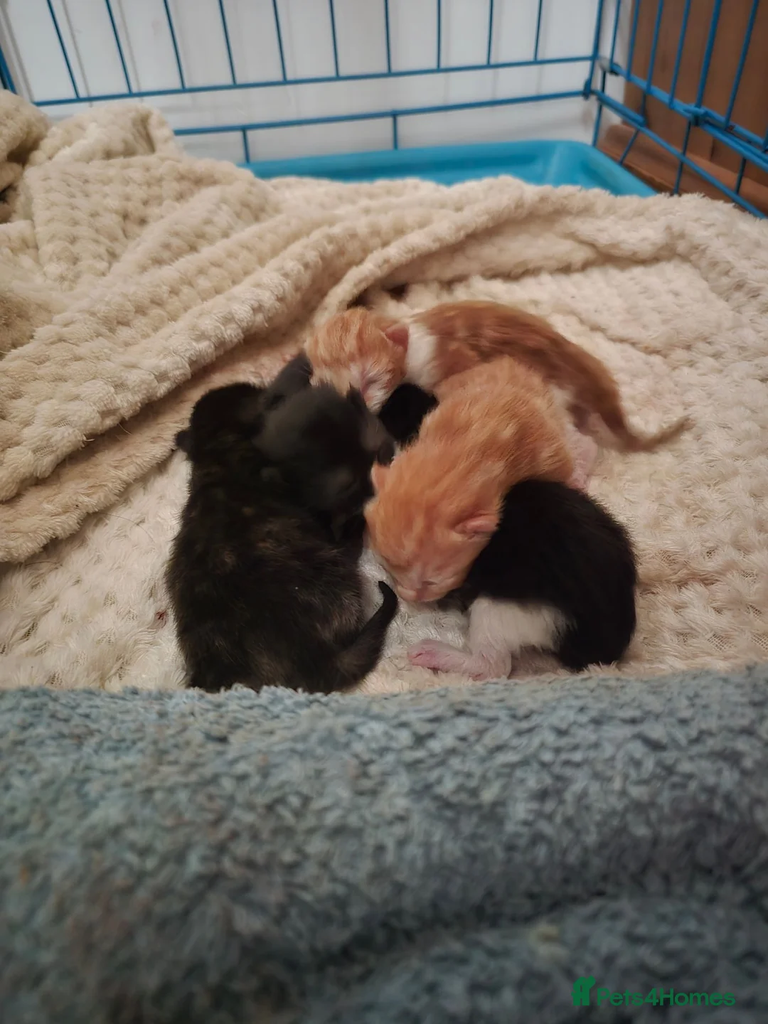 Mixed Breed cats for sale: 5 beautiful mixed kittens - Advert 2