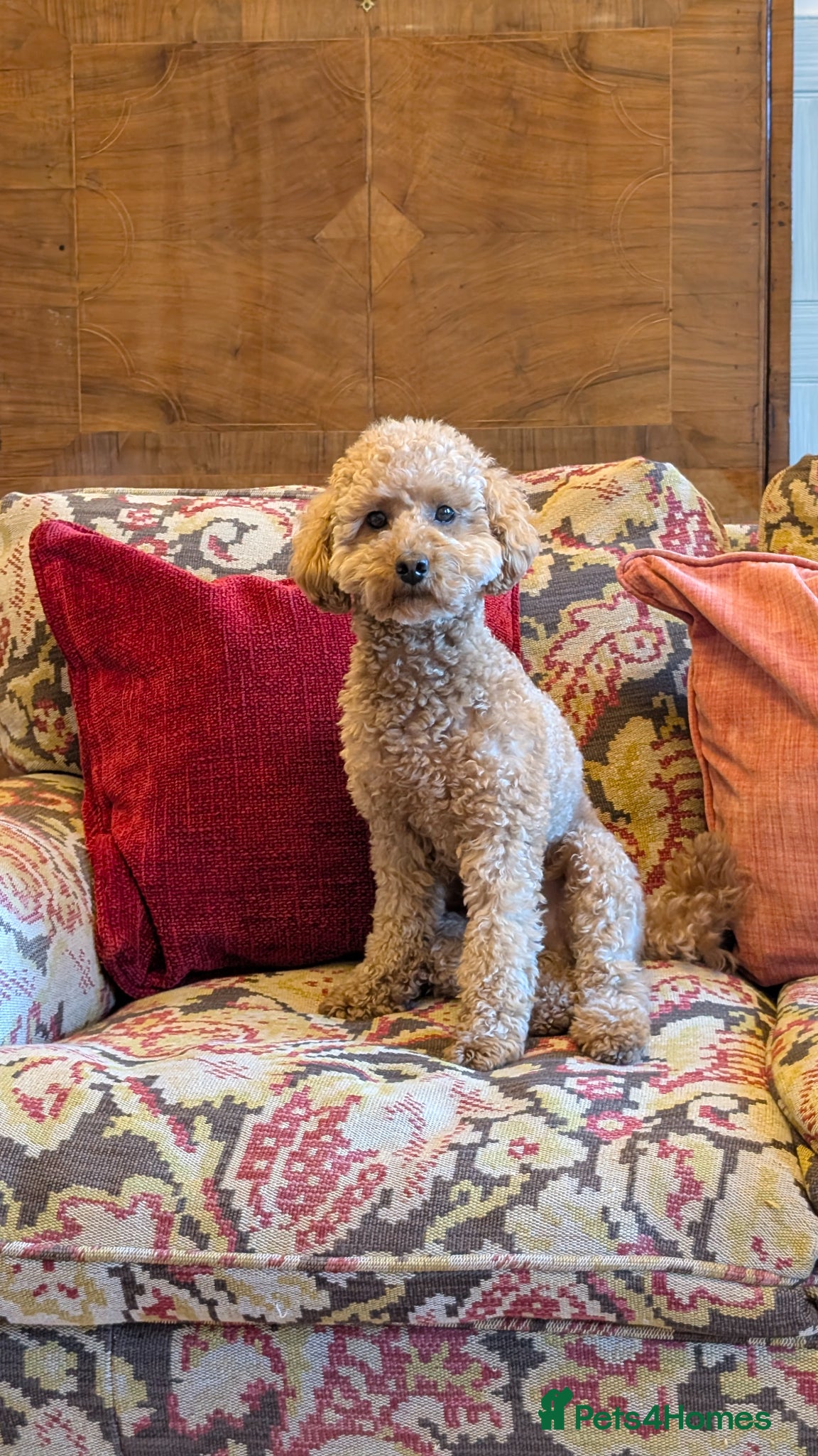 Toy Poodle dogs Adorable Poodle boy looking for a new home - Advert 1