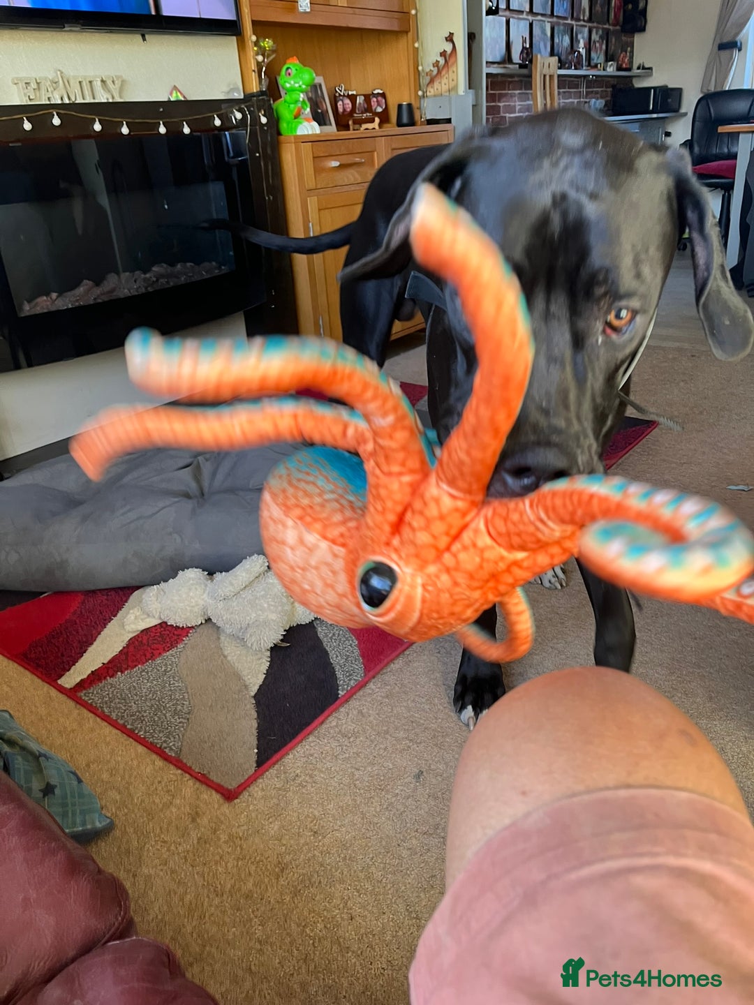 Great Dane dogs for sale: Great Dane - Image 3
