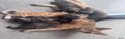 Mixed Breed cats for sale: Mixed litter  - Advert 2