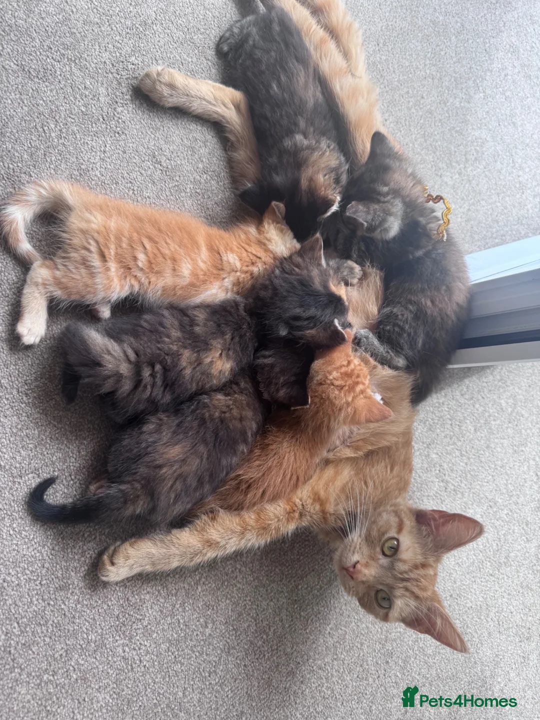 Mixed Breed cats for sale: Mixed litter  - Advert 2