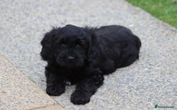 Cavapoo dogs for sale: Beautiful Cavapoo puppies for sale - Image 17