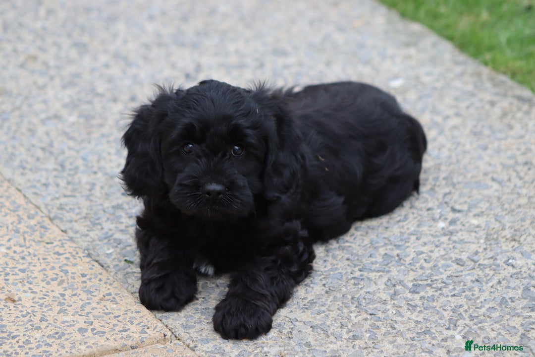 Cavapoo dogs for sale: Beautiful Cavapoo puppies for sale - Image 17
