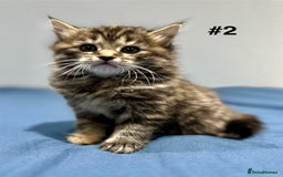 Mixed Breed cats for sale: 4 fluffy girls - Image 7