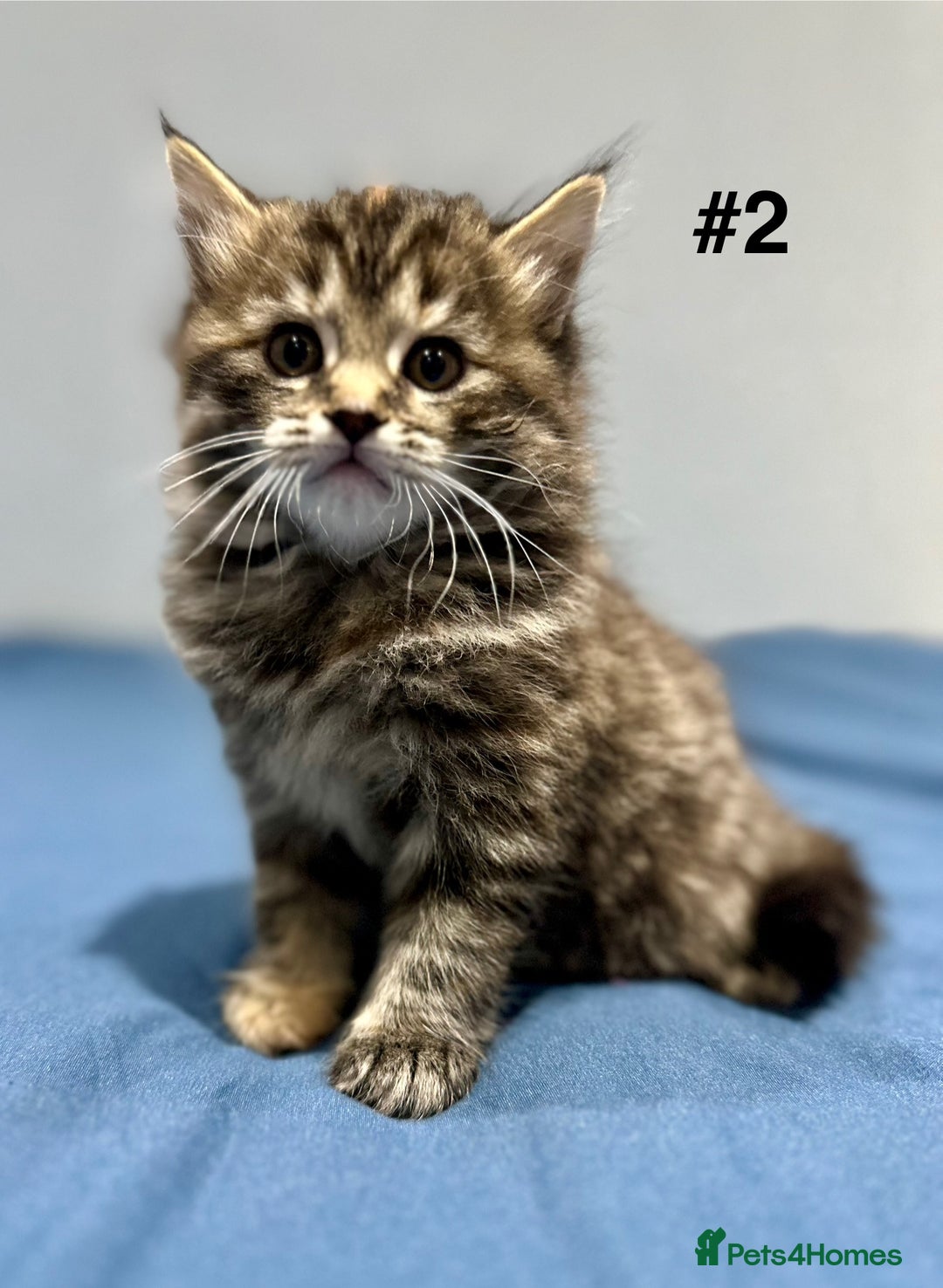 Mixed Breed cats for sale: 4 fluffy girls - Image 7