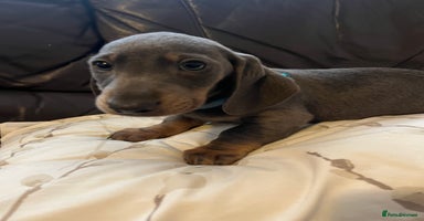 Dachshund dogs Beautiful rainbow 🌈🌈 litter 💙🩷 - Advert 8