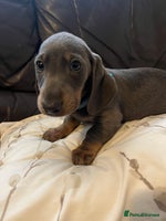 Dachshund dogs Beautiful rainbow 🌈🌈 litter 💙🩷 - Advert 8
