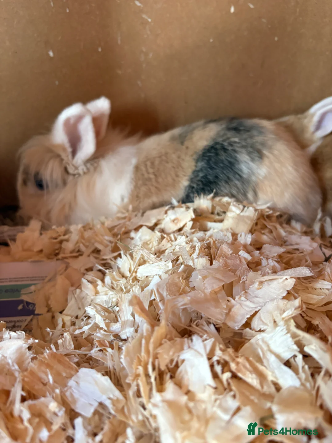 Lionhead rabbits for sale: Lionhead rabbits  - Advert 5