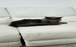 Maine Coon cats for sale: Maine coon kittens  - Image 3