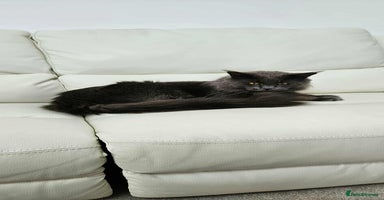 Maine Coon cats - Advert 7