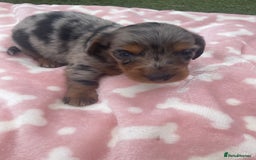Miniature Dachshund dogs for sale: Long haired Minature Dachshund  - Image 1