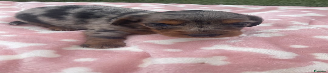 Miniature Dachshund Puppy 1