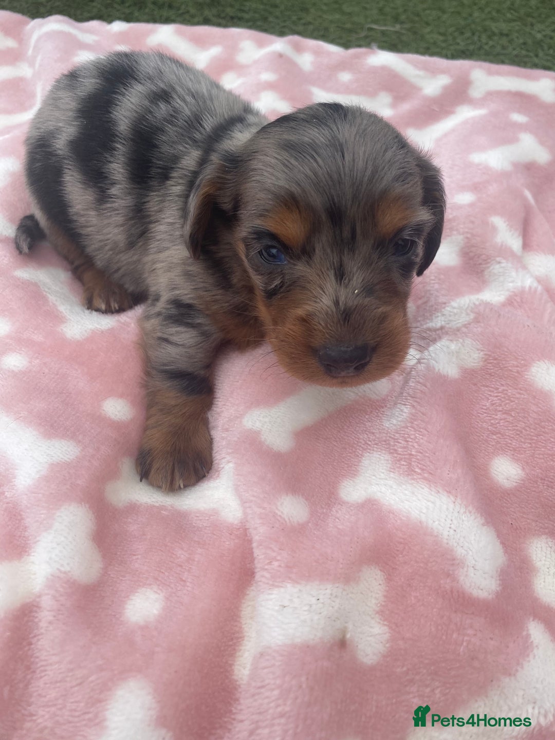 Miniature Dachshund dogs for sale: Long haired Minature Dachshund  - Image 1