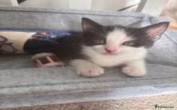 Mixed Breed cats for sale: 2 lovely half bengal girls ready now! - Image 1