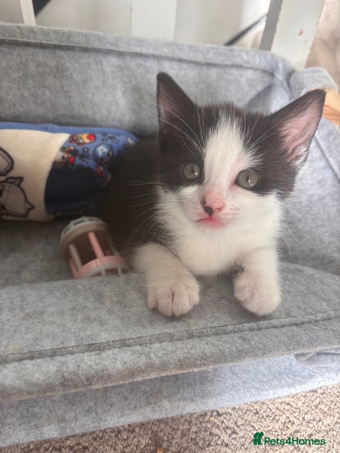 Mixed Breed cats for sale: 2 lovely half bengal girls ready now! - Image 1